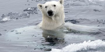 FUJIFILM Holdings iklim değişimi için ‘CDP A Listesi’  şirketleri arasında