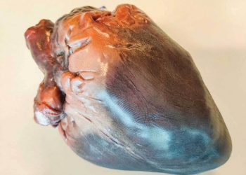 Mimaki 3D baskı, anatominin ‘güzelliğine’ renk katıyor