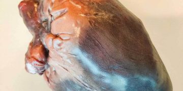 Mimaki 3D baskı, anatominin ‘güzelliğine’ renk katıyor