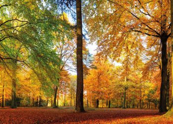 Odun elyafı, Avrupa tekstil endüstrisinin geleceği olabilir