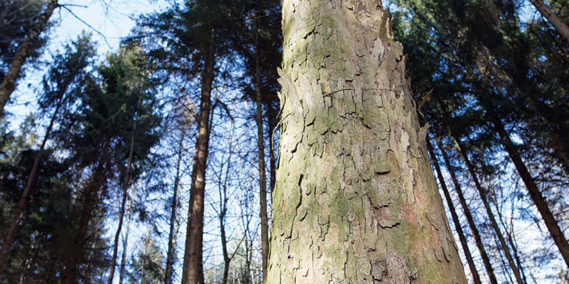 Gallus ürünleri2022’nin sonuna kadar karbon nötr olacak