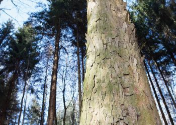 Gallus ürünleri2022’nin sonuna kadar karbon nötr olacak