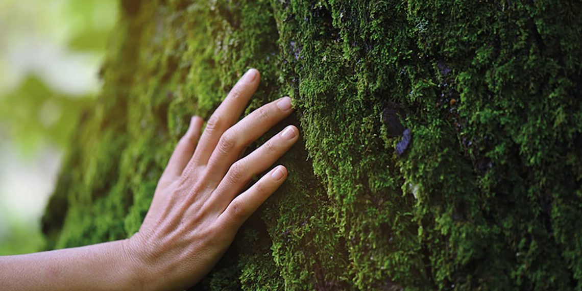 Ormanları ve çevreyi korumak içinLecta, sertifikalı ve kontrollü kâğıt hamuru ve elyaf satın almayı taahhüt ediyor