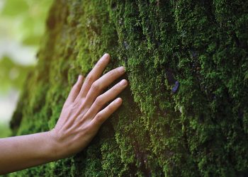 Ormanları ve çevreyi korumak içinLecta, sertifikalı ve kontrollü kâğıt hamuru ve elyaf satın almayı taahhüt ediyor