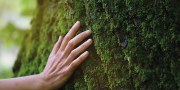 Ormanları ve çevreyi korumak içinLecta, sertifikalı ve kontrollü kâğıt hamuru ve elyaf satın almayı taahhüt ediyor
