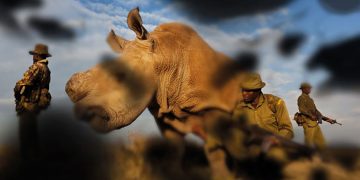 drupa 2024 fuarındaCanon, kabartmalı baskı olanaklarını canlı uygulamalarla sergiliyor